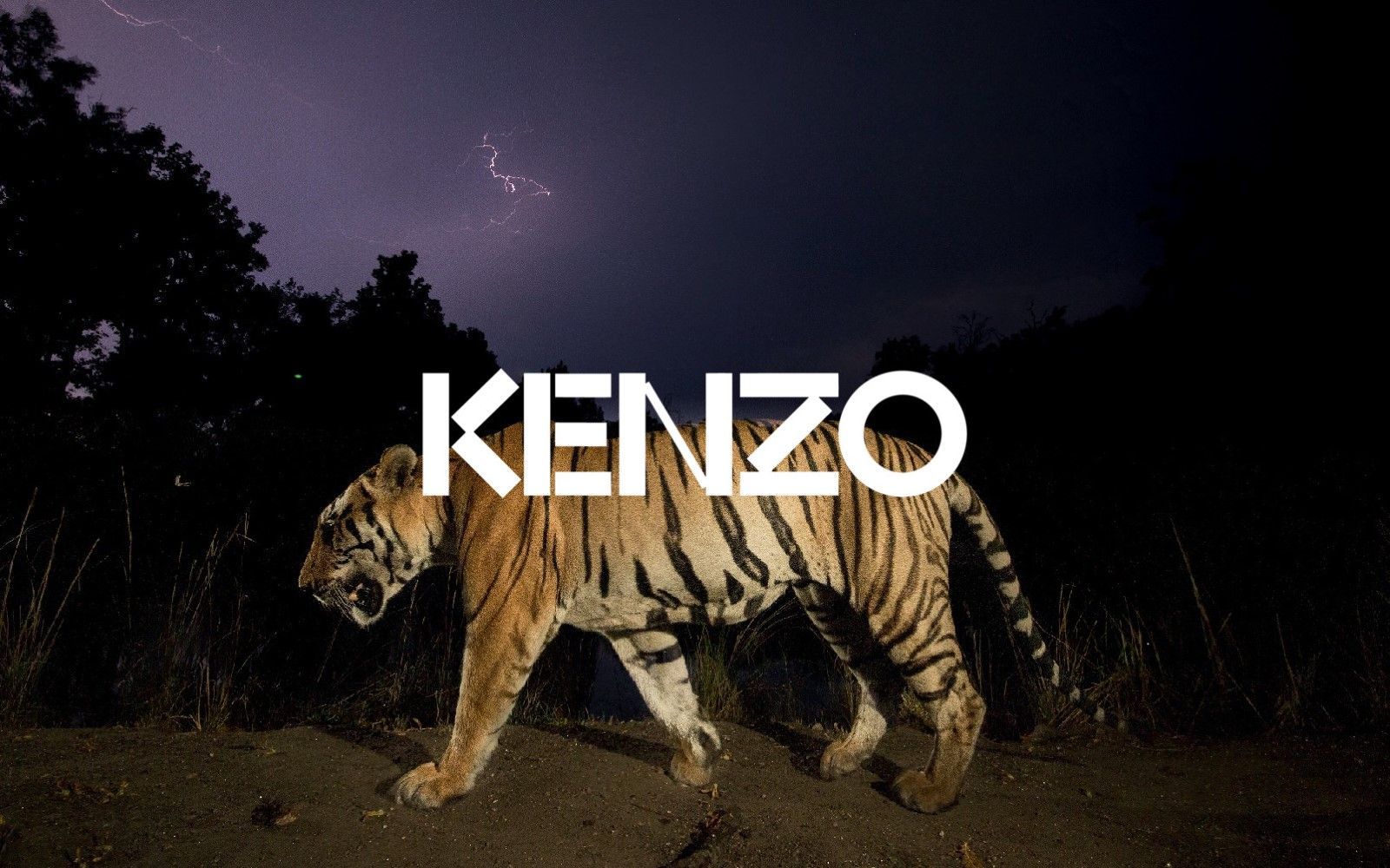 【KENZO】レッド ツートンカラー K-Tiger クロップド Tシャツ KENZO ケンゾー Tシャツ トップス Lucky Tiger FE58TS0064SG