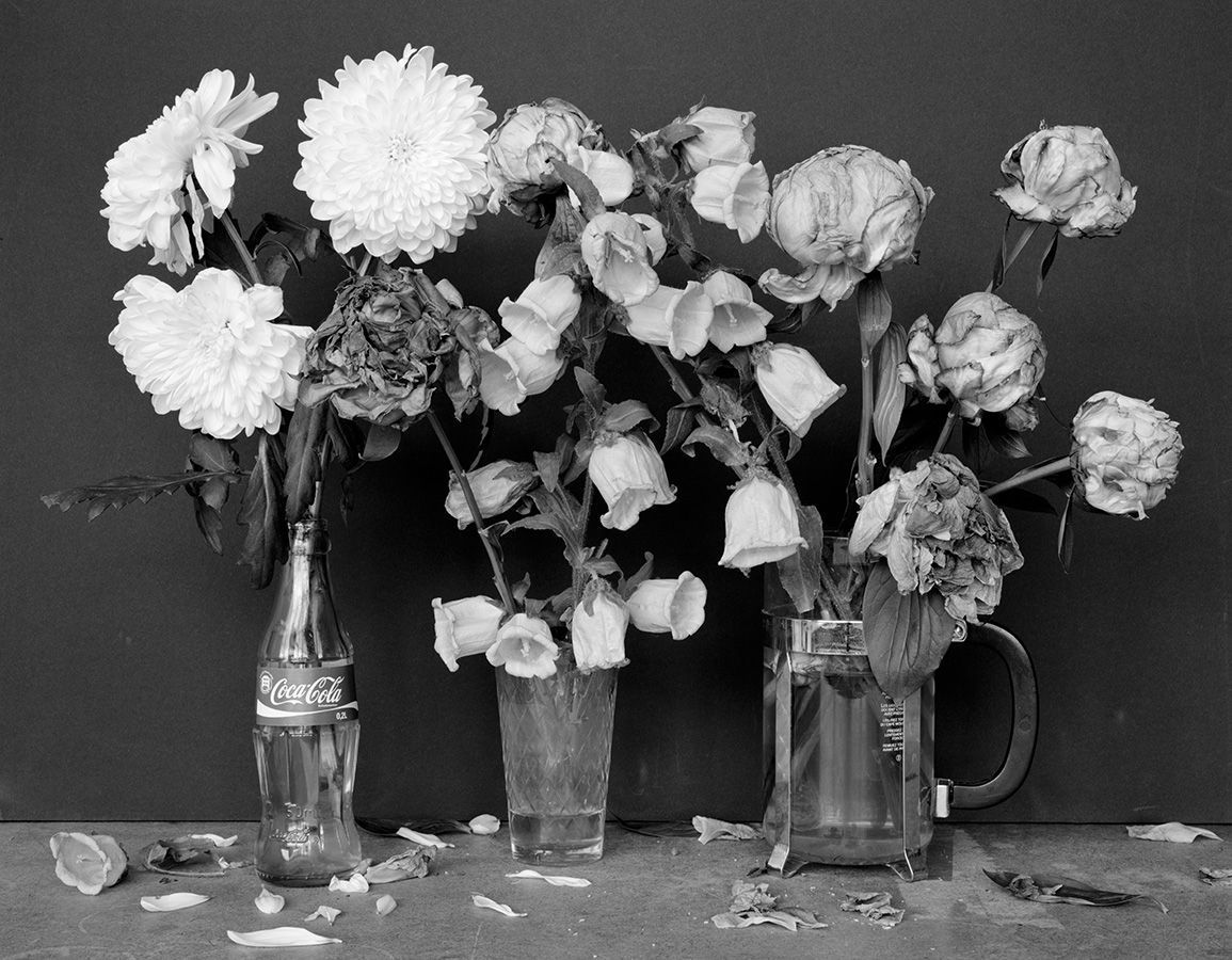 Amazona, Thomas Hauser