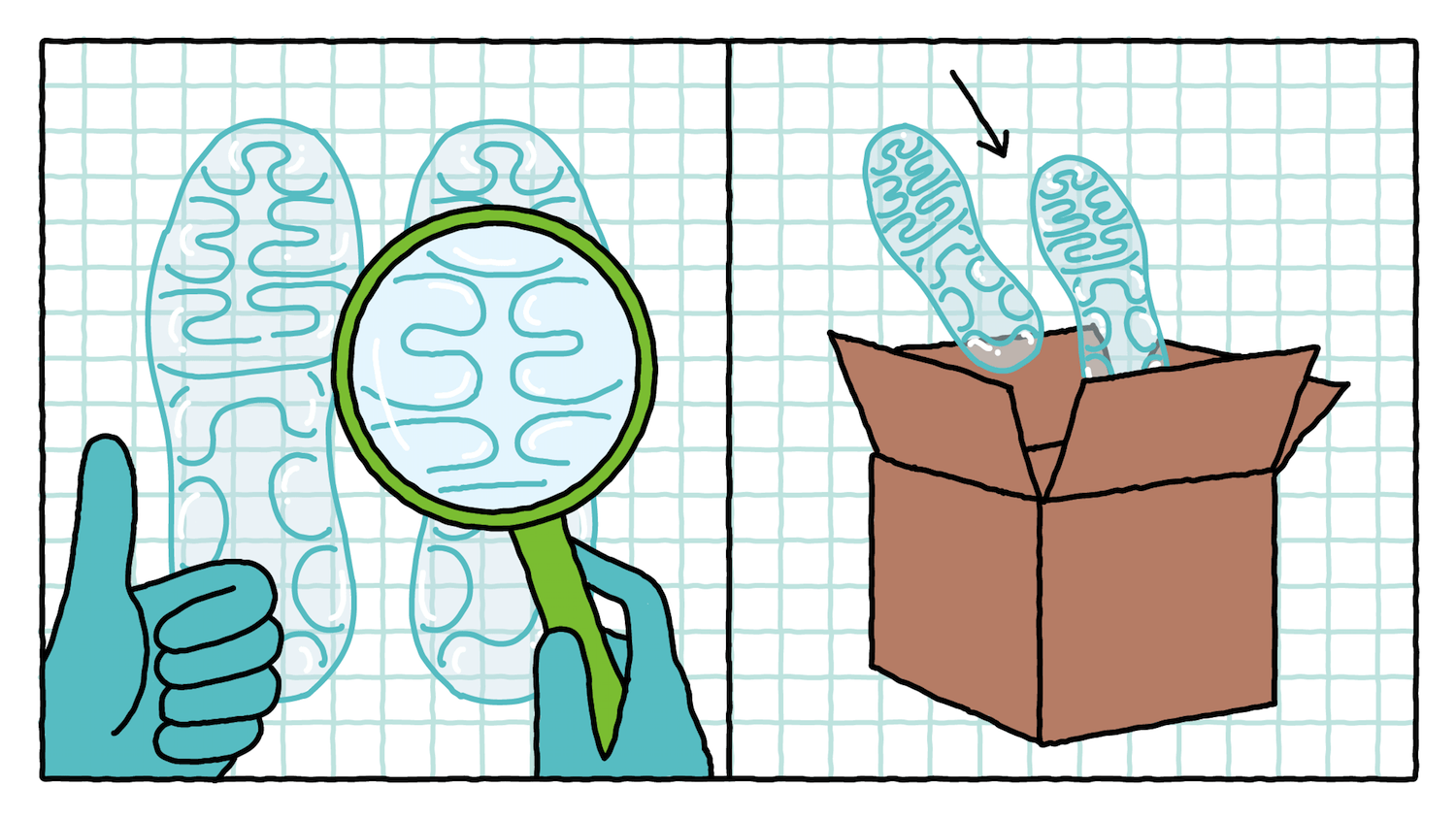 Una volta approvati, le unità Air sono spedite ad altre fabbriche Nike dove verranno unite alle diverse tomaie.