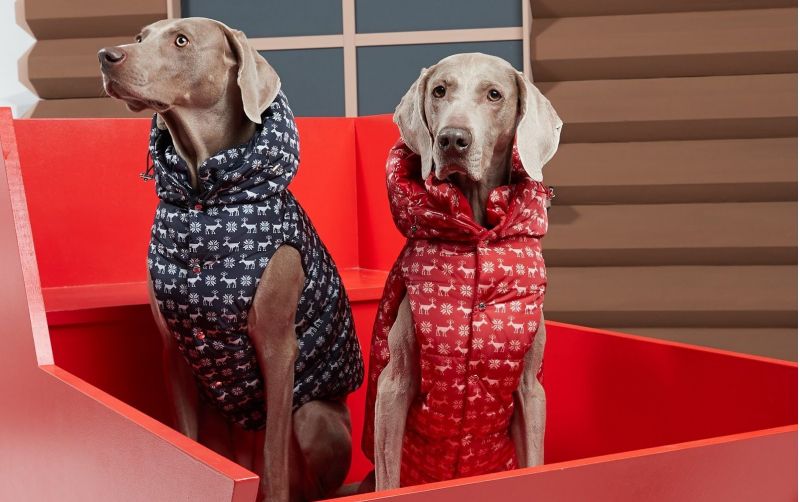 Moncler introduces the Poldo Dog Couture - nss magazine