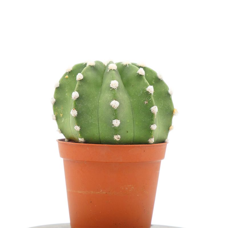 Echinopsis Subdenudata