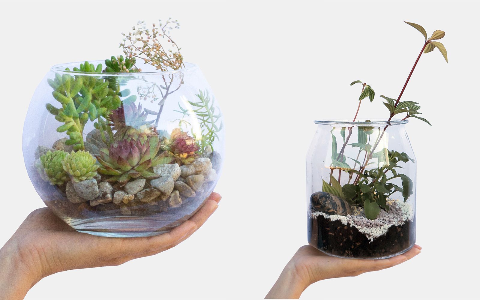 Terrarium con piante grasse