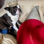 Orso and Bosco, Boston terriers of Gucci's Creative Director