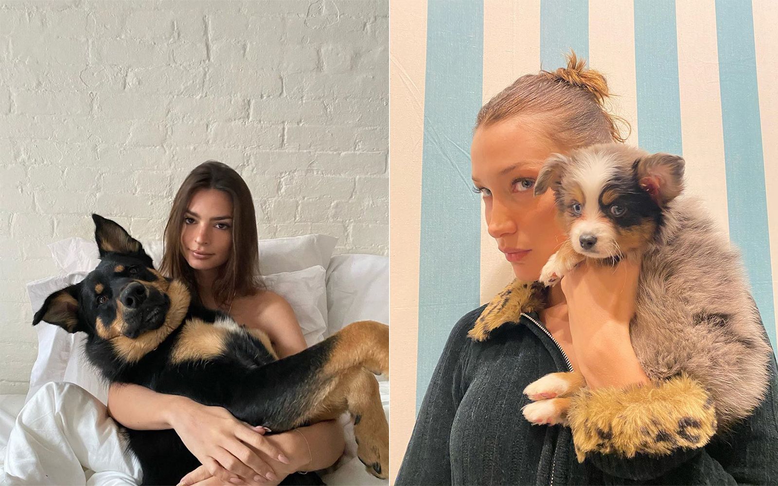 The dogs of celebrities and influencers