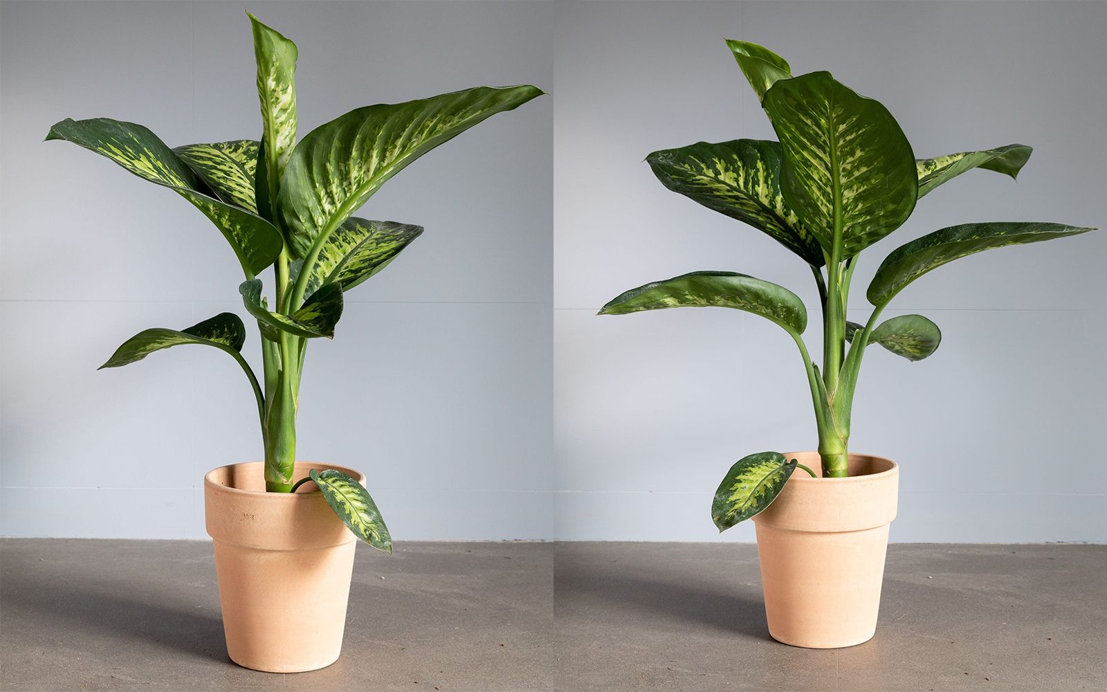 DIEFFENBACHIA TROPIC