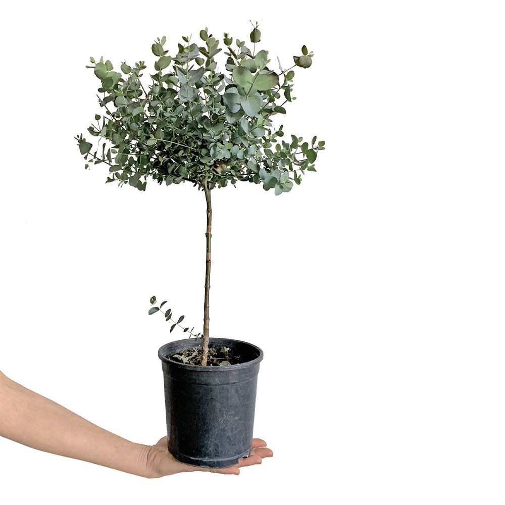 EUCALYPTUS GUNNII