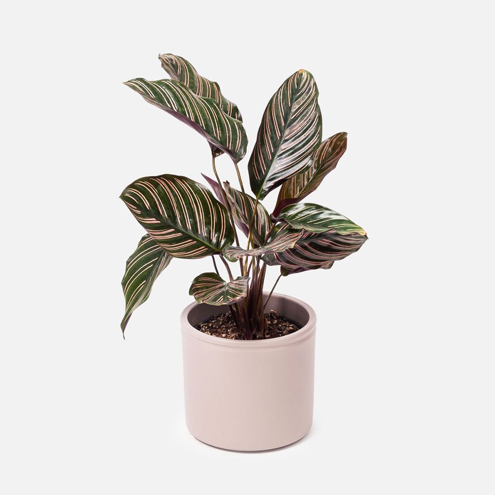 CALATHEA ORNATA
