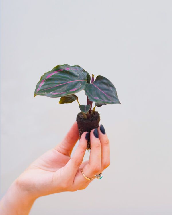 PLANTS.COM Medallion Calathea Baby