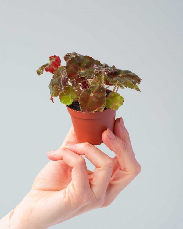 PLANTS.COM Rex Bowery Begonia Baby