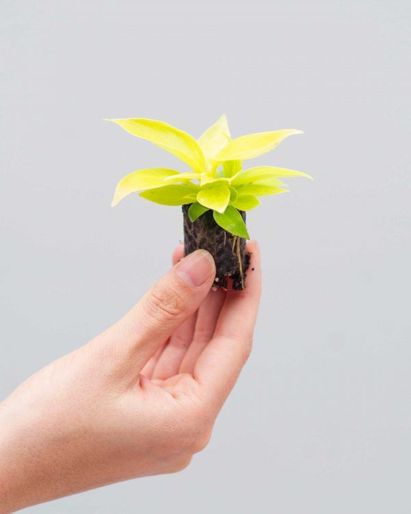 PLANTS.COM, Philodendron Moonlight Baby