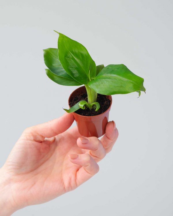 PLANTS.COM, Musa Dwarf Baby
