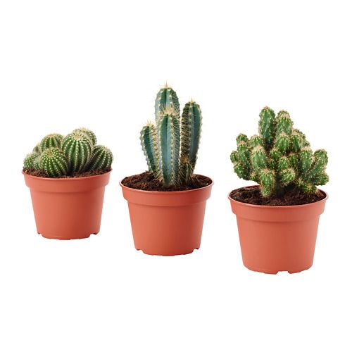 IKEA CACTACEAE Plant with pot, cactus, various species