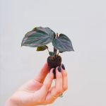 PLANTS.COM Medallion Calathea Baby