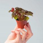 PLANTS.COM Rex Bowery Begonia Baby