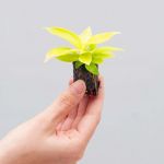 PLANTS.COM, Philodendron Moonlight Baby