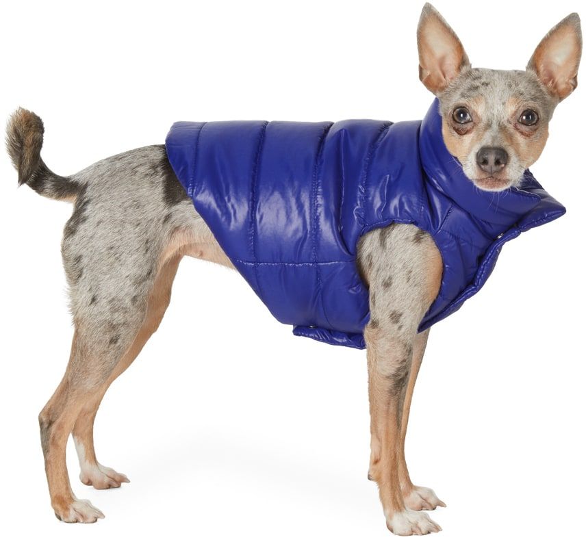 MONCLER GENIUS Blue Poldo Dog Couture Edition Mondog Jacket