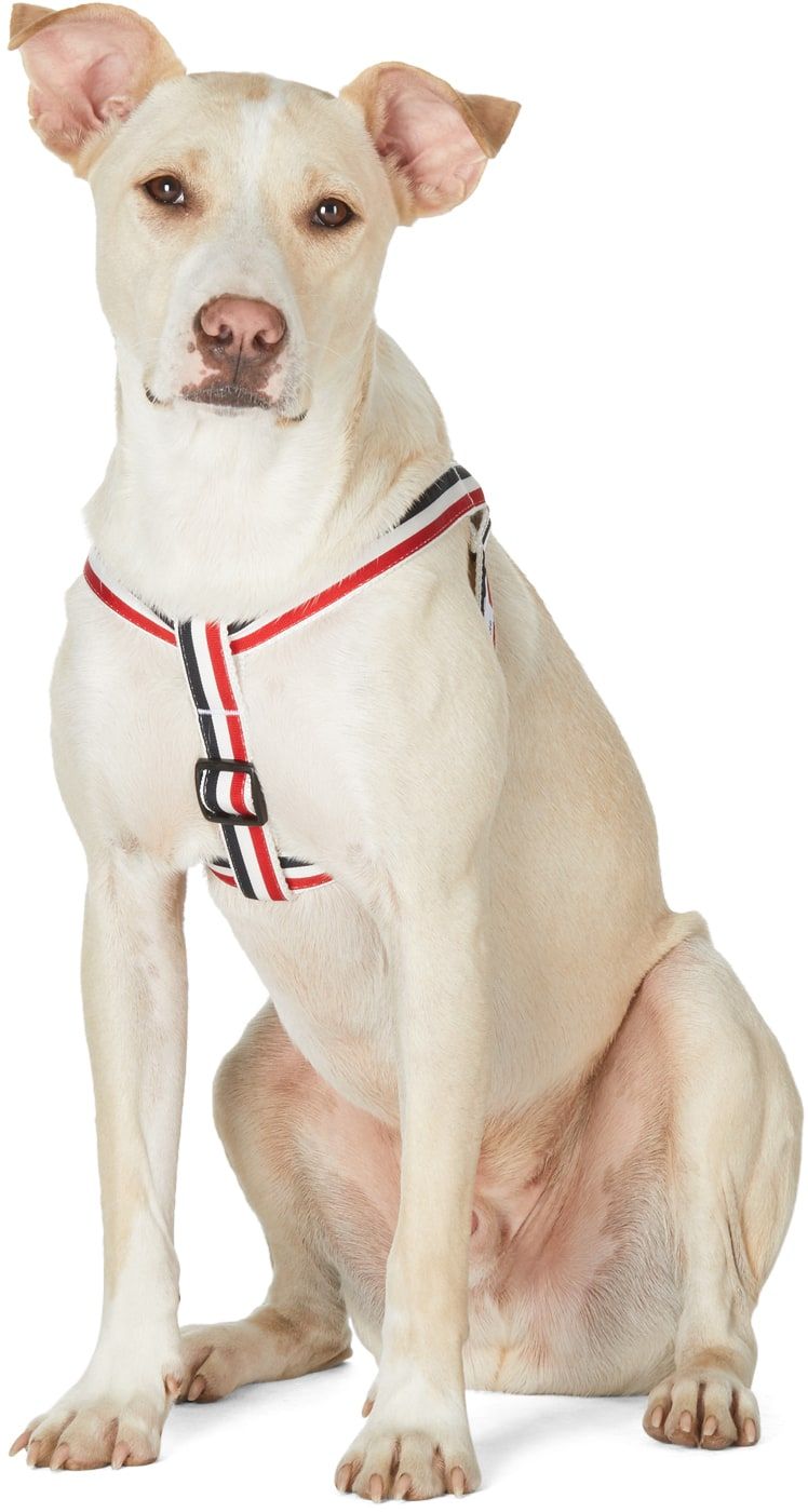 Multicolor RWB Harness