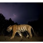 Kenzo wants to double the world's tigers population
