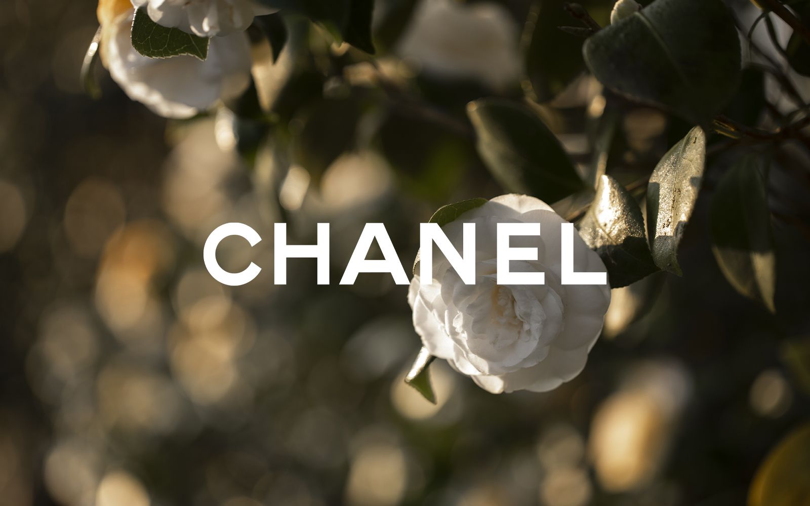 Chanel va ouvrir une «ferme aux camélias» dans les Landes - Le