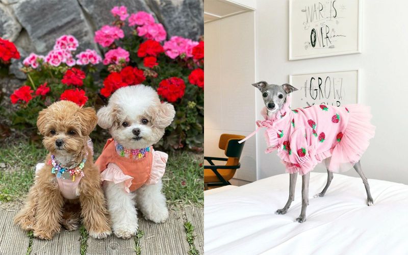 5 affordable dog clothing brands