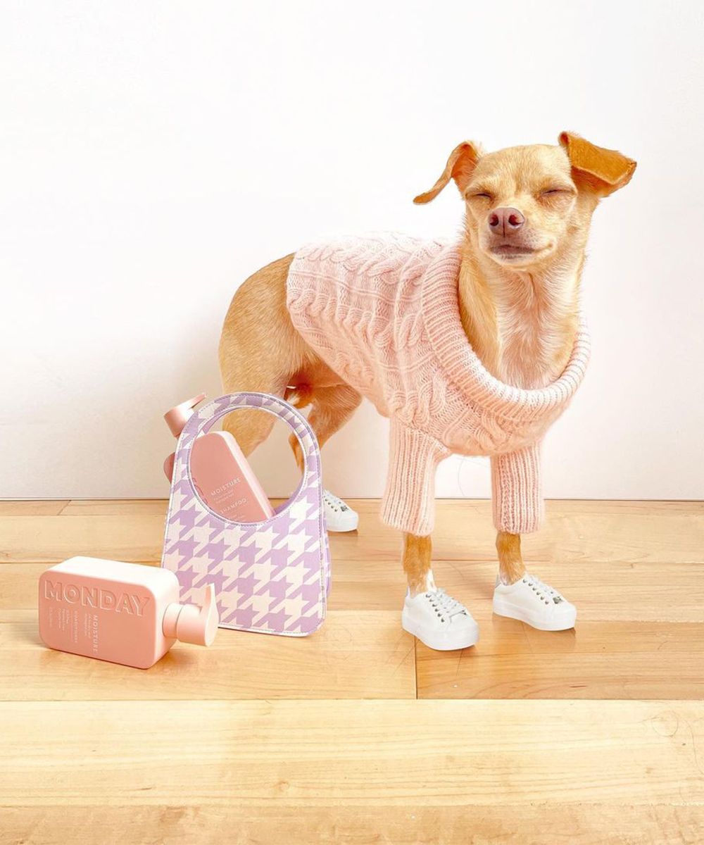 5-affordable-dog-clothing-brands