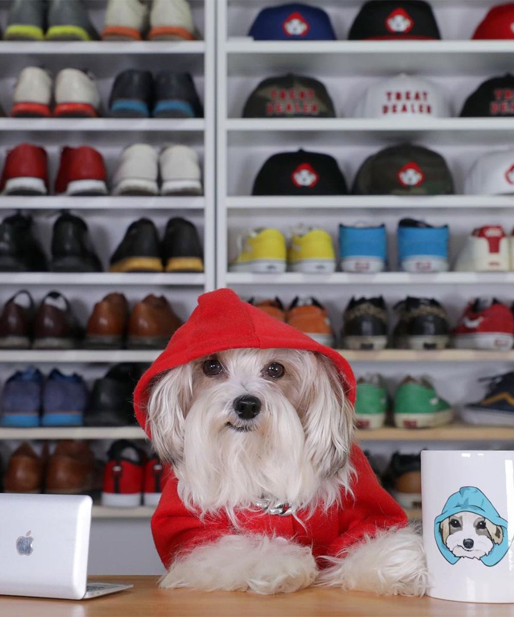 5 affordable dog clothing brands