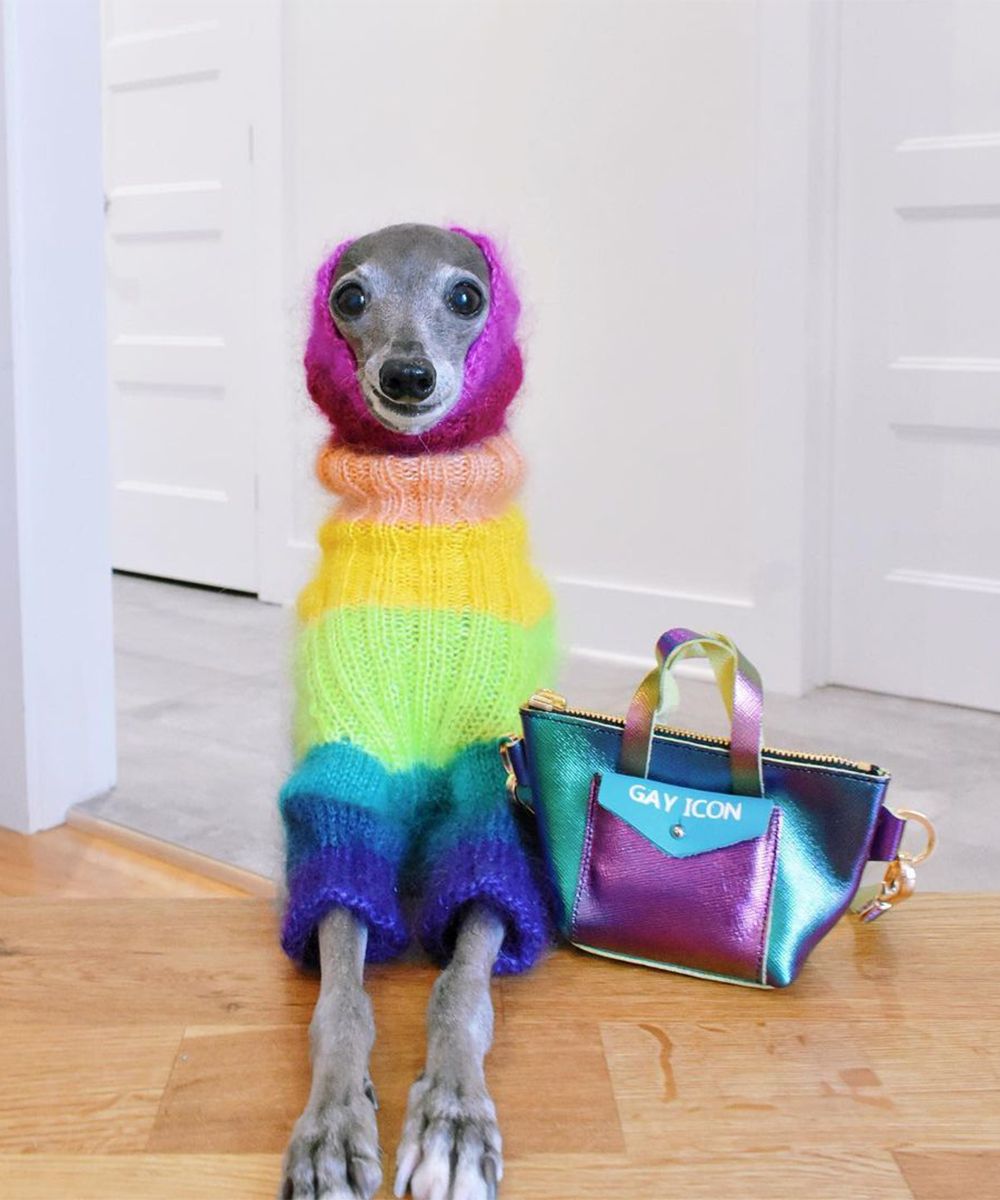 5-affordable-dog-clothing-brands