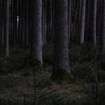 Into the wild