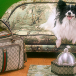 Perché la moda ama così tanto il superfluo? Cani, gatti, pesci rossi e persino cavalli, siamo tutti fashion addicted
