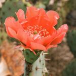 Skincare: Cactus extract is the beauty ingredient we have been waiting for Do you know all the properties of this wondrous plant?
