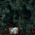 The Autumn Equinox and its esoteric meaning When nature changes its colours and the air becomes cooler, we immerse ourselves in the cosy mood of the autumnal equinox | Image 468999