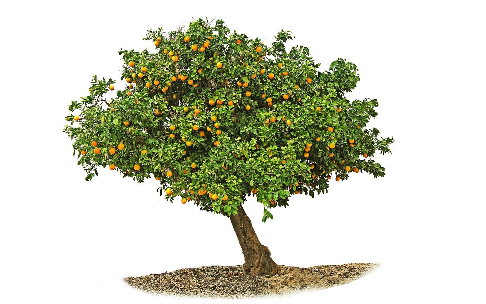 BIOFARM Arancia Rossa Tarocco