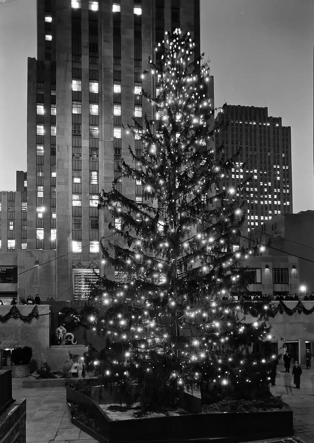 Da dove provengono gli alberi di Natale del Rockefeller Center di New York?  La storia della decorazione natalizia più famosa al mondo  | Image 481033