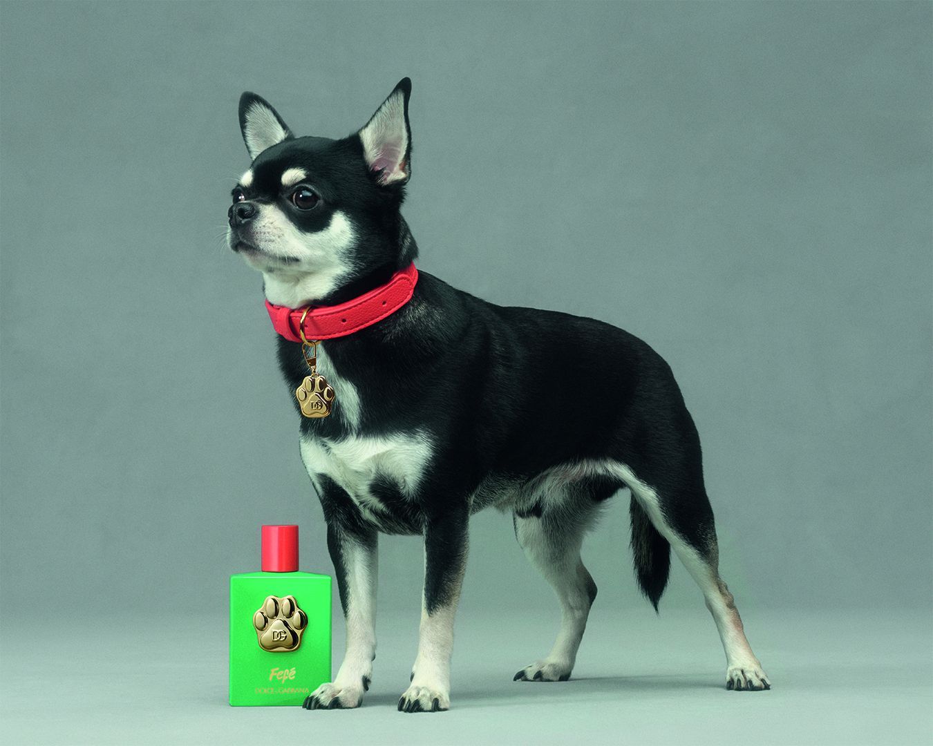 The Dolce&Gabbana branded perfume for dogs is here What a brilliant idea! | Image 520277