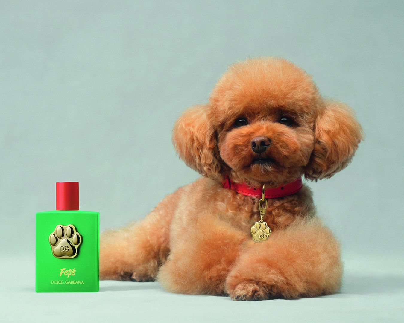 The Dolce&Gabbana branded perfume for dogs is here What a brilliant idea! | Image 520281