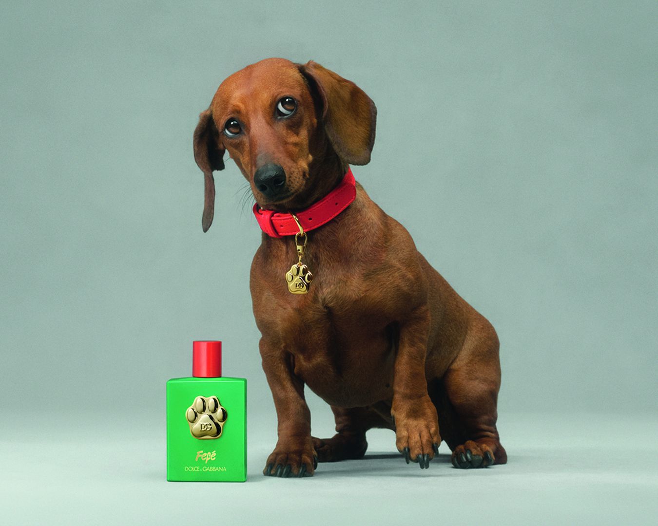 The Dolce&Gabbana branded perfume for dogs is here What a brilliant idea! | Image 520280