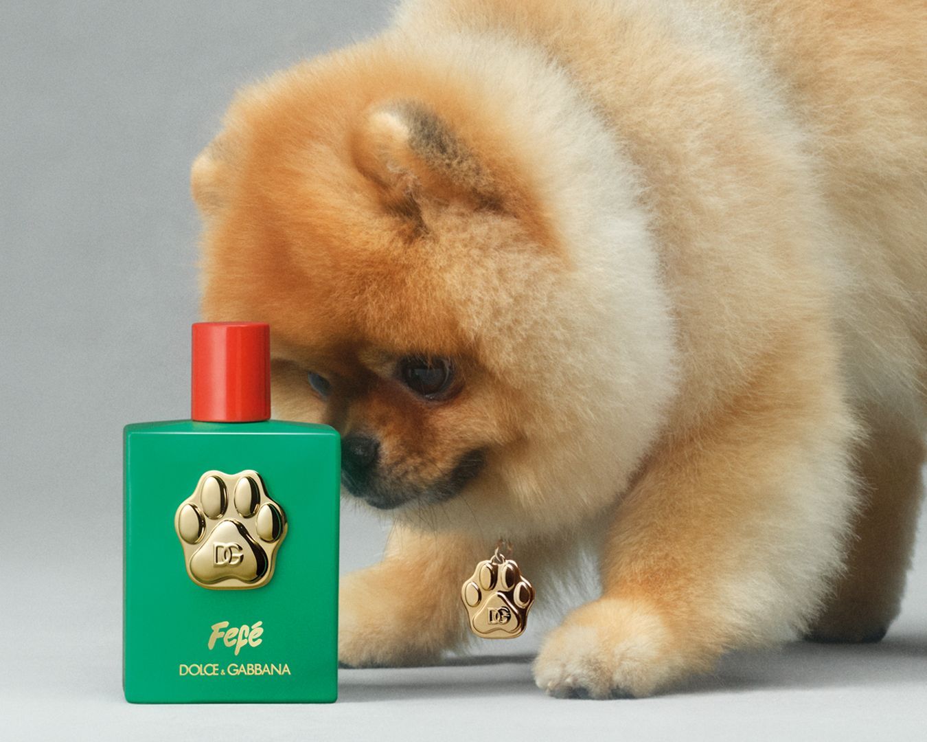 The Dolce&Gabbana branded perfume for dogs is here What a brilliant idea! | Image 520279