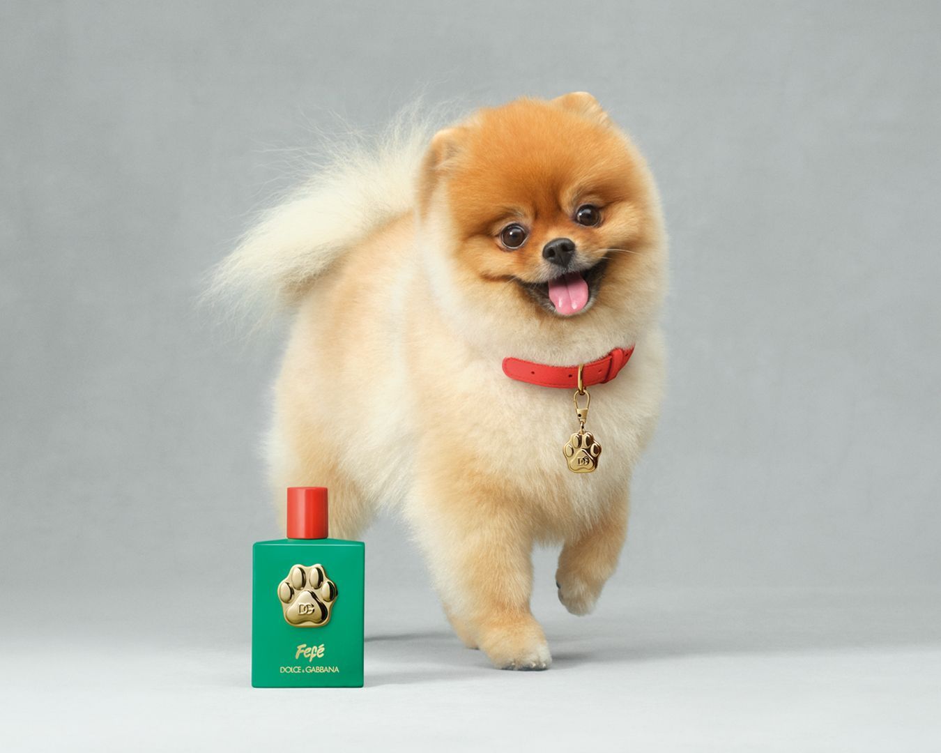 The Dolce&Gabbana branded perfume for dogs is here What a brilliant idea! | Image 520278