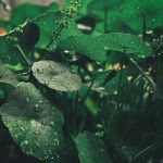 Everything you need to know about centella asiatica From Eastern tradition to your skincare products: that's why everyone is talking about this miraculous plant | Image 562693