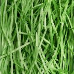 JEEMOTOWN - 500g Green Gift Shredded Paper