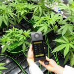 Per chi vende e coltiva cannabis light in Italia ora arrivano i guai E un intero settore rischia di vedere azzerato il proprio fatturato