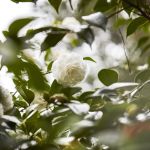 According to Chanel Beauty, research and sustainability go hand in hand On the occasion of the launch of the new Hydra Beauty Micro Serum, we interviewed experts of camellias | Image 569724