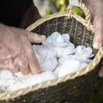 According to Chanel Beauty, research and sustainability go hand in hand On the occasion of the launch of the new Hydra Beauty Micro Serum, we interviewed experts of camellias | Image 569723