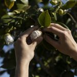 According to Chanel Beauty, research and sustainability go hand in hand On the occasion of the launch of the new Hydra Beauty Micro Serum, we interviewed experts of camellias | Image 569747