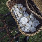 According to Chanel Beauty, research and sustainability go hand in hand On the occasion of the launch of the new Hydra Beauty Micro Serum, we interviewed experts of camellias | Image 569746