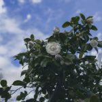 According to Chanel Beauty, research and sustainability go hand in hand On the occasion of the launch of the new Hydra Beauty Micro Serum, we interviewed experts of camellias | Image 569745