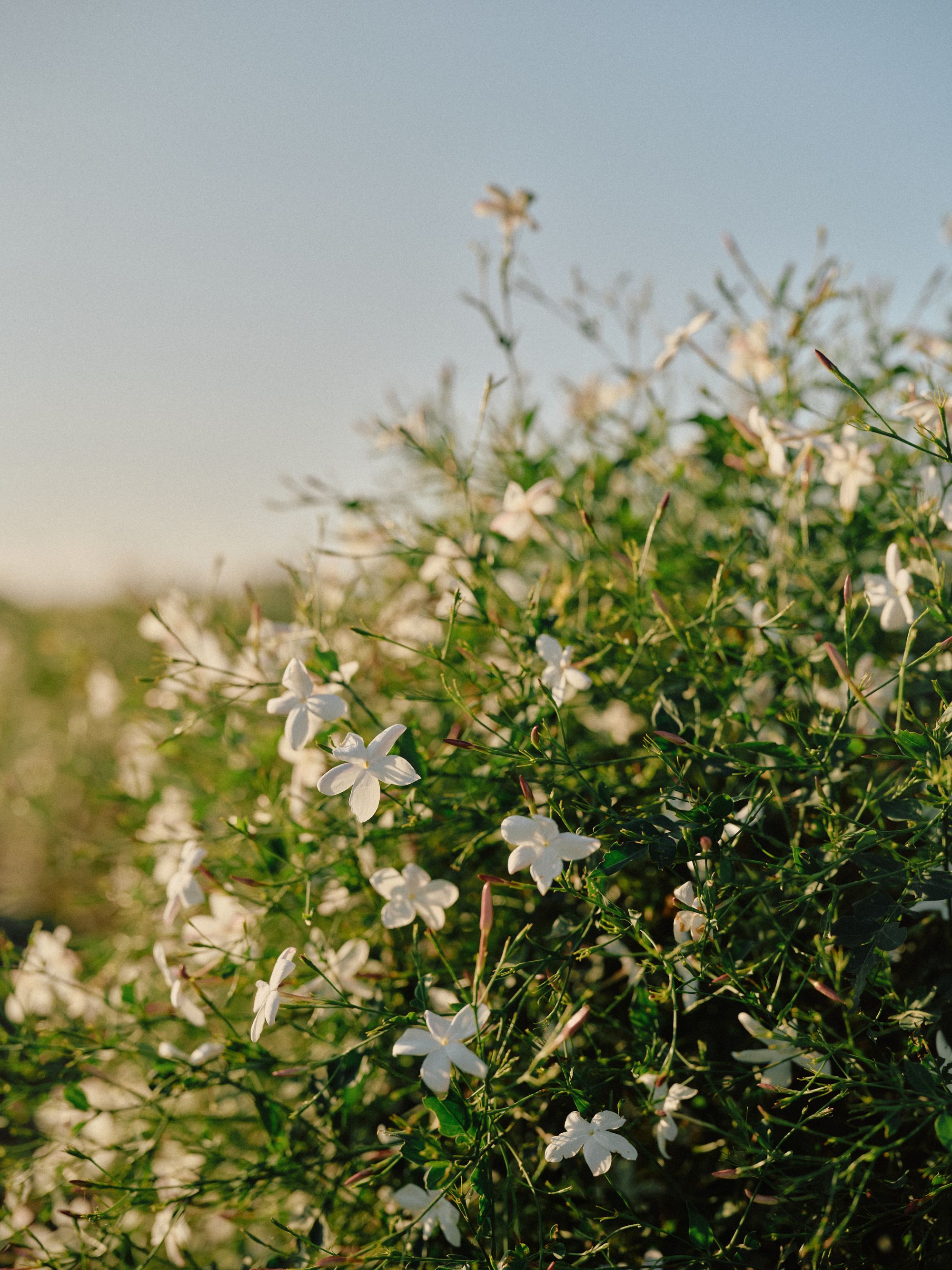Olivier Polge: Mi sembra di conoscere Chanel N°5 da sempre Intervista al Parfumeur Créateur di Chanel, direttamente da Grasse | Image 581626