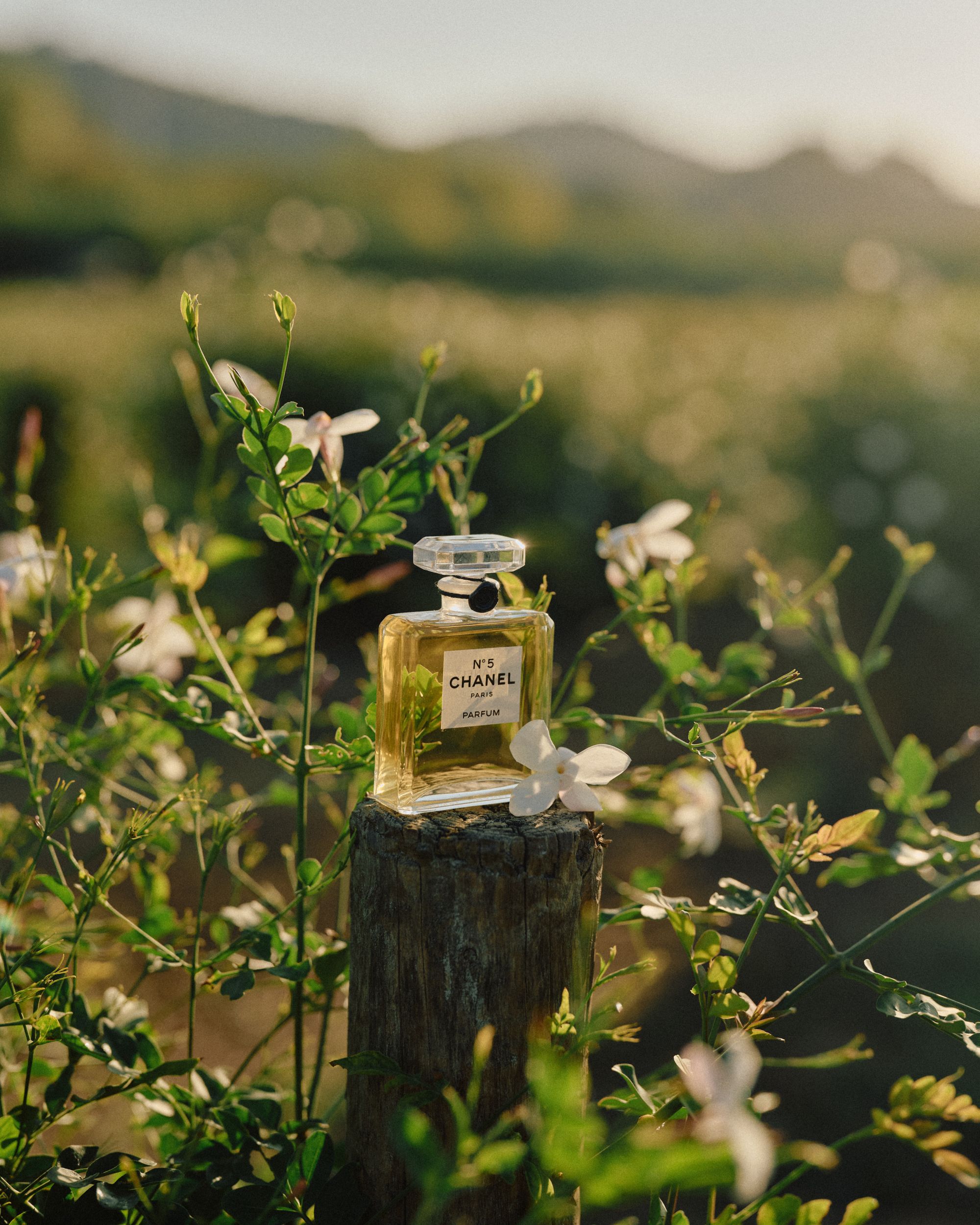 Olivier Polge: Mi sembra di conoscere Chanel N°5 da sempre Intervista al Parfumeur Créateur di Chanel, direttamente da Grasse | Image 581625