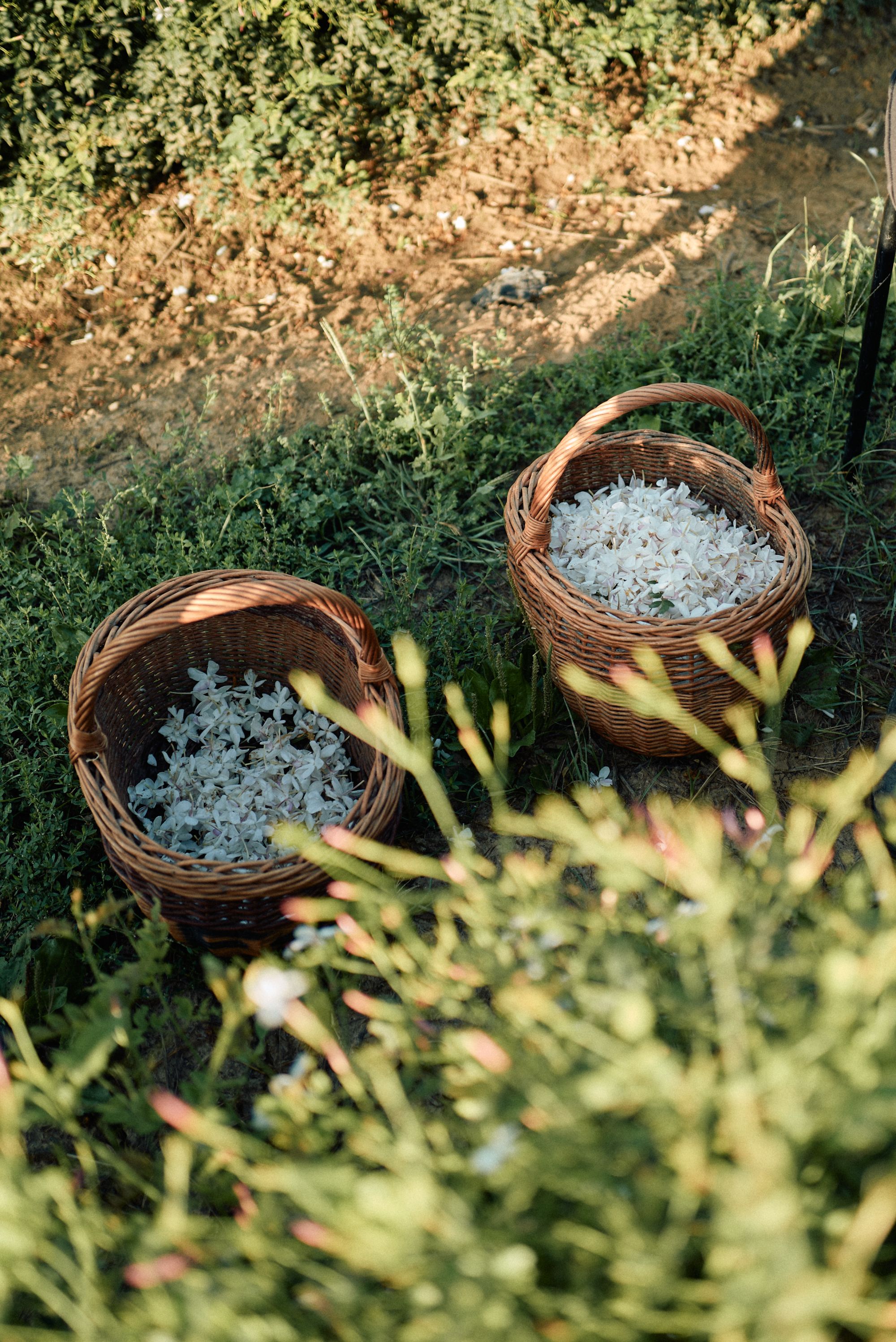 Olivier Polge: Mi sembra di conoscere Chanel N°5 da sempre Intervista al Parfumeur Créateur di Chanel, direttamente da Grasse | Image 581624
