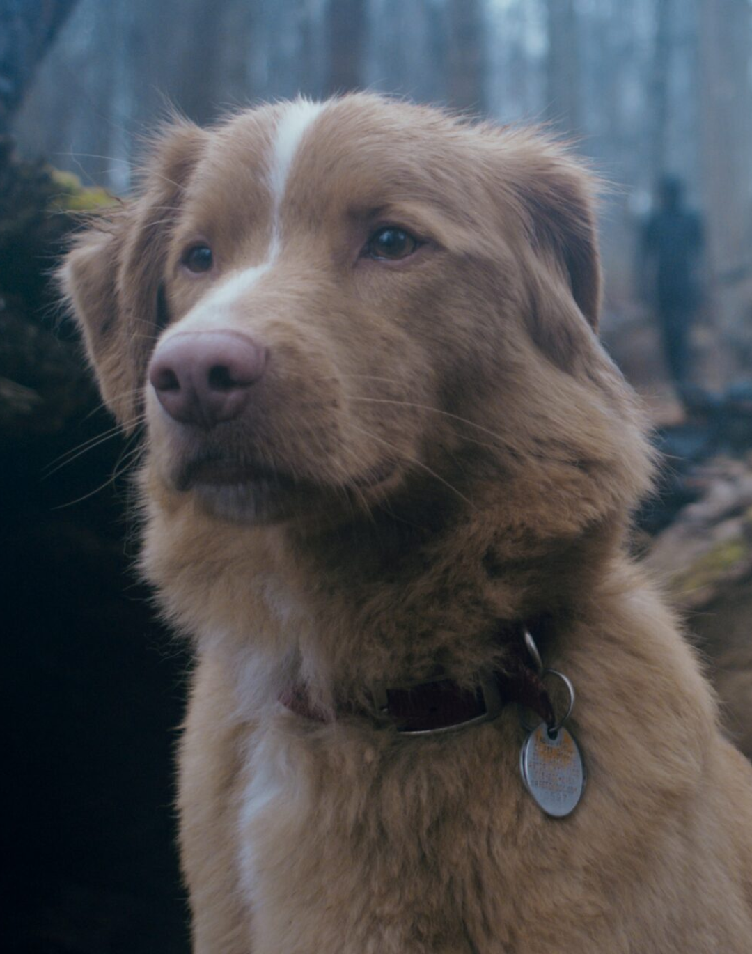 Le prochain Oscar sera-t-il décerné à un chien ? Good Boy, le film avec Indy, a été proposé à l&apos;Académie pour être pris en considération aux Oscars